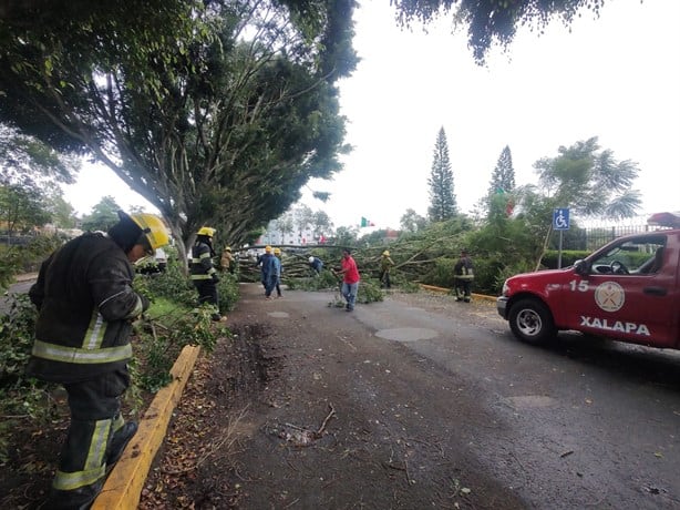 Viento en Xalapa derriba árbol de 20 metros frente al Congreso de Veracruz