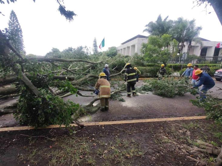 Viento en Xalapa derriba árbol de 20 metros frente al Congreso de Veracruz