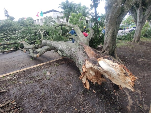 Viento en Xalapa derriba árbol de 20 metros frente al Congreso de Veracruz