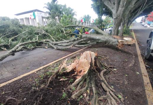 Caída de árboles en Xalapa y daños en luminarias por tormenta