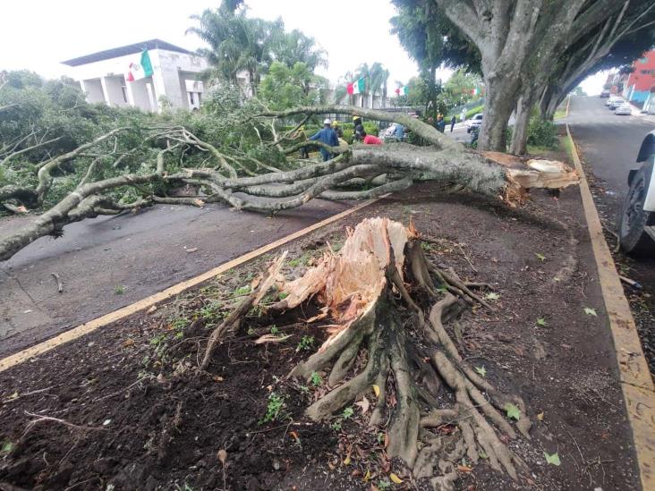 Caída de árboles en Xalapa y daños en luminarias por tormenta