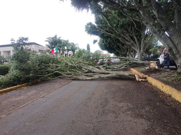 Viento en Xalapa derriba árbol de 20 metros frente al Congreso de Veracruz