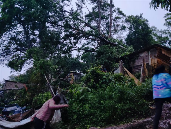 Por fuerte viento, reportan caída de árboles en varias colonias de Xalapa