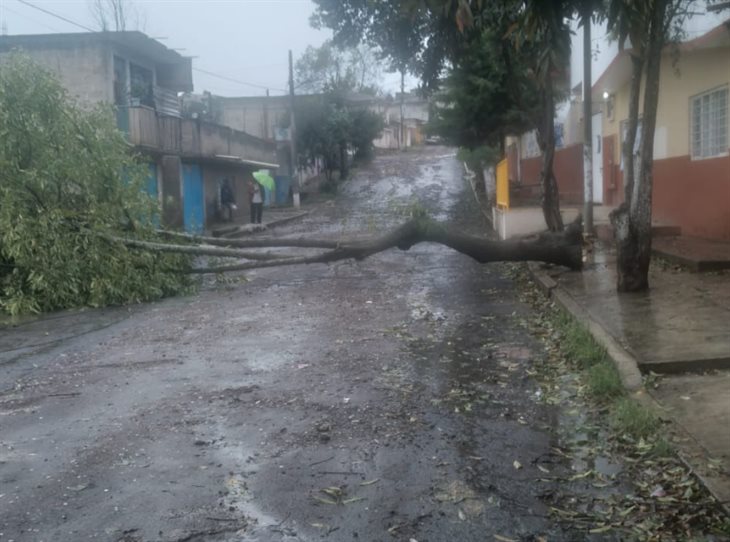 Por fuerte viento, reportan caída de árboles en varias colonias de Xalapa