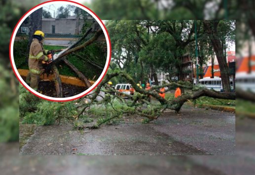 Por nortazo van 50 árboles caídos y 9 colonias sin luz en Xalapa 