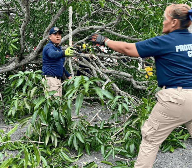 Árboles caídos y daños materiales tras paso del frente frío 1 en Veracruz-Boca del Río