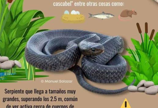 Serpientes en el hogar: mitos, verdades y lo que debes saber