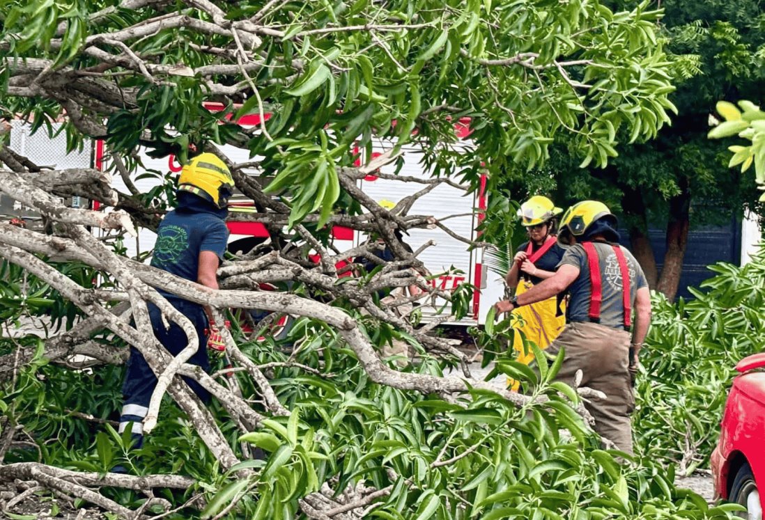 Árboles caídos y daños materiales tras paso del frente frío 1 en Veracruz-Boca del Río