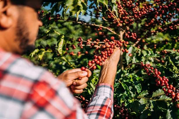 Nescafé continúa impulsando a las nuevas generaciones en Veracruz