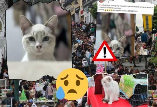 Gatito se extravió en la Plaza Lerdo de Xalapa durante visita de reliquias, ¿lo has visto?