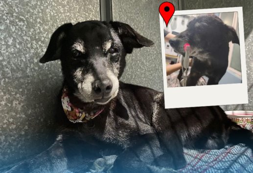 Perrito rescatado en derrumbe de Xalapa busca hogar; así puedes adoptarlo