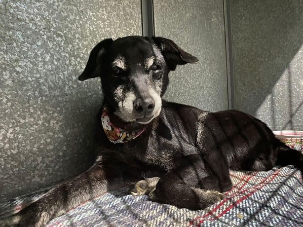 Perrito rescatado en derrumbe de Xalapa busca hogar; así puedes adoptarlo