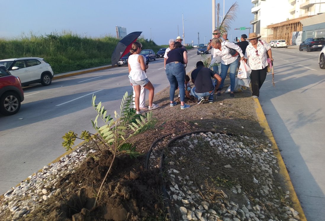 Reforestan avenida Juan Pablo II en Boca del Río con 100 árboles de pistacia vera