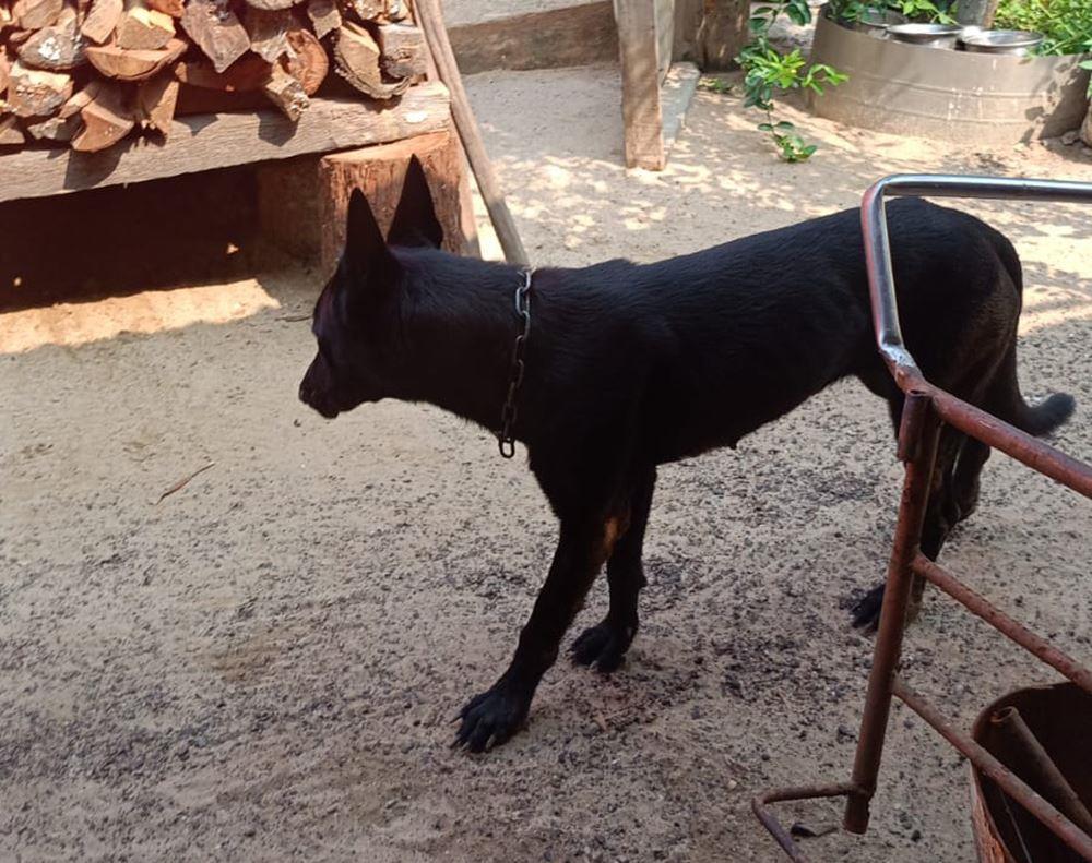 Alertan sobre envenenadores de mascotas en esta colonia de Agua Dulce