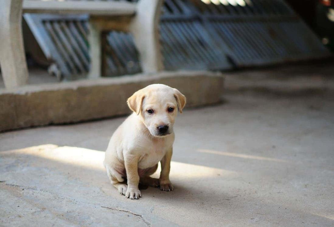 ¿Tu perro le teme a la pirotecnia? Así puedes evitarle problemas de salud