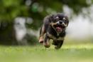 Según la ciencia, así puedes calcular la edad de tu perro