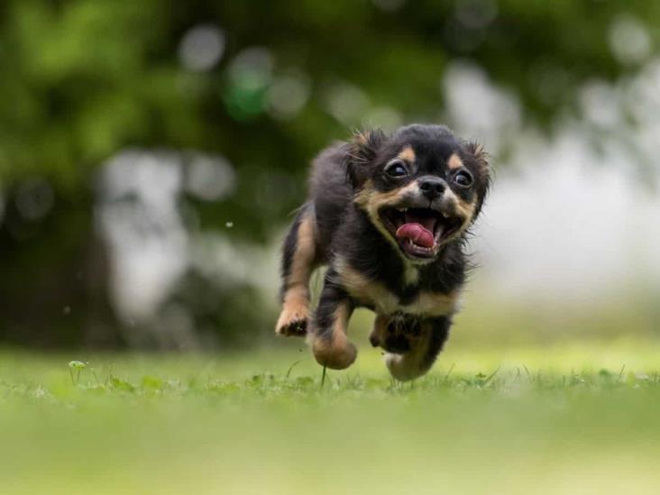 Según la ciencia, así puedes calcular la edad de tu perro