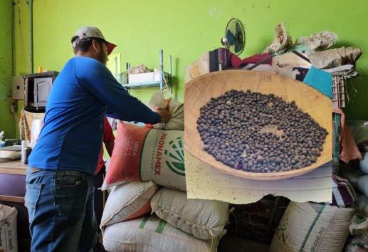 Lluvias recientes salvaron producción de pimienta al norte de Veracruz