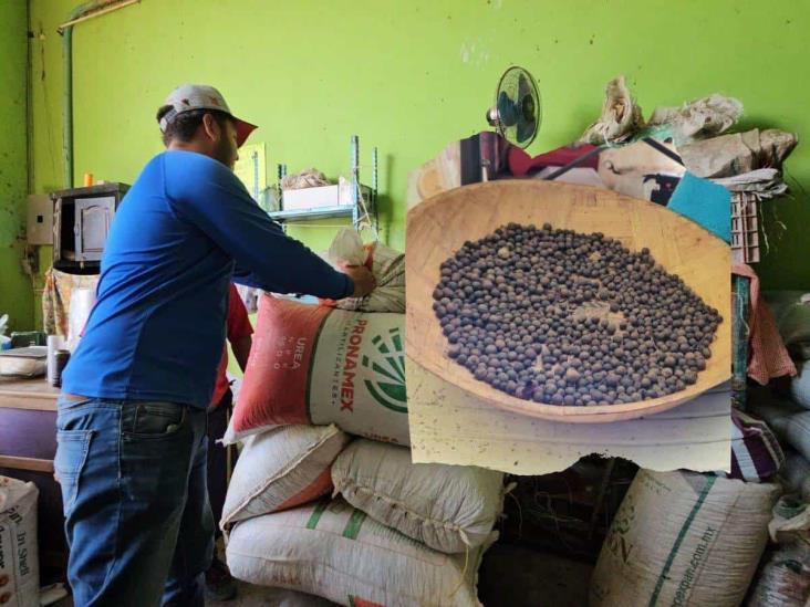 Lluvias recientes salvaron producción de pimienta al norte de Veracruz