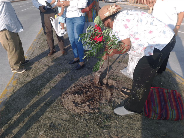 Reforestan avenida Juan Pablo II en Boca del Río con 100 árboles de pistacia vera