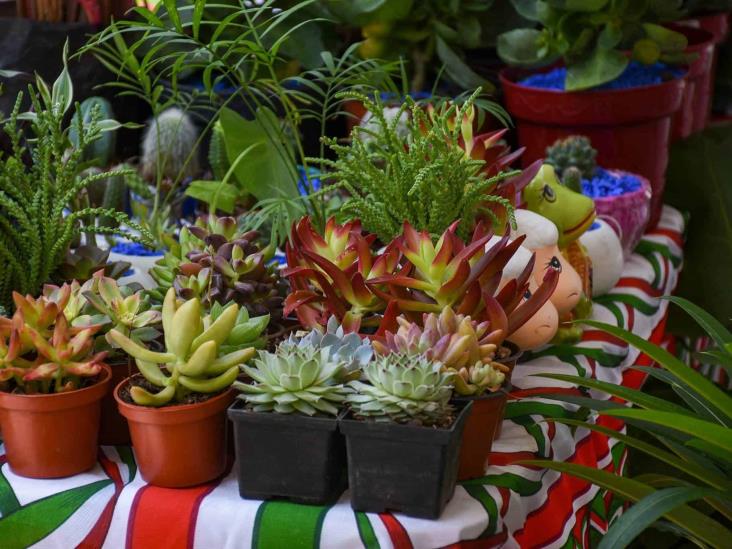 Así se vivió el Festival de comidas típicas mexicanas en Coatzacoalcos | FOTOS