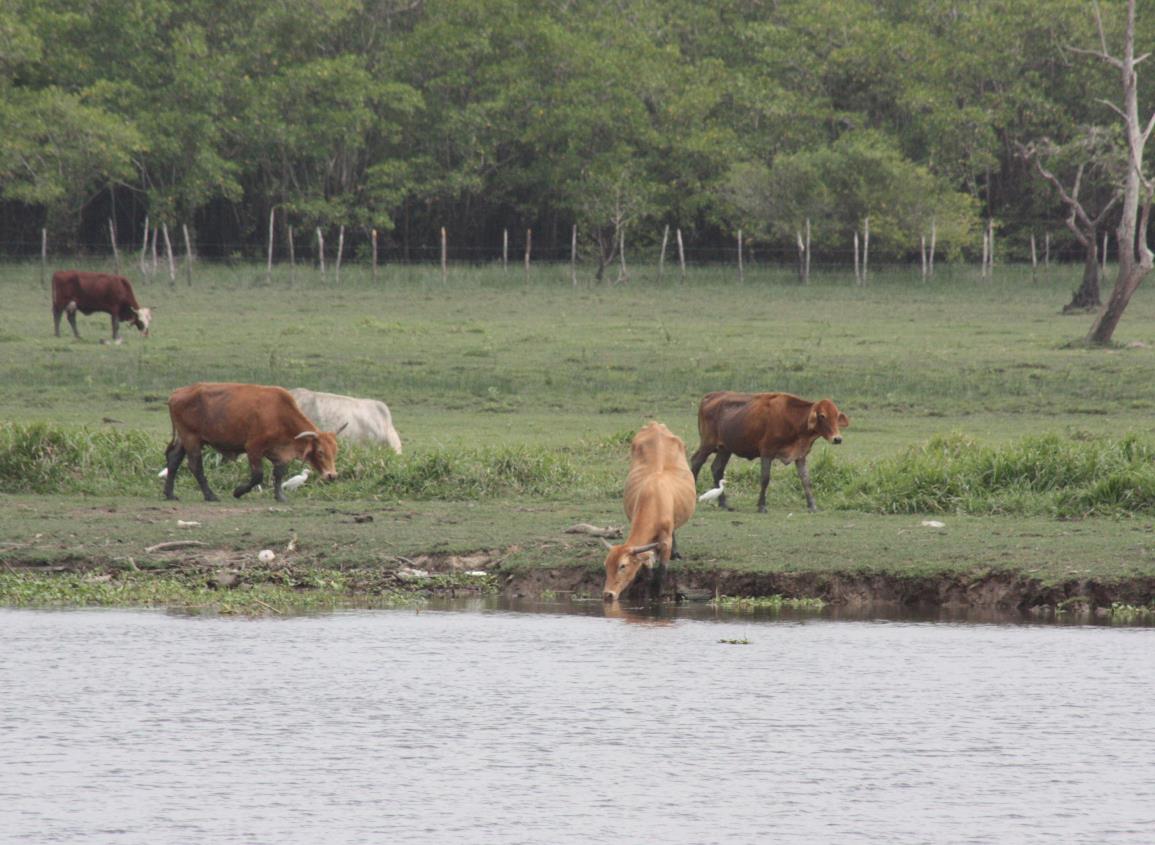 Sector ganadero agradece por las lluvias en el sur de Veracruz