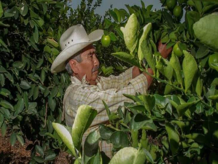 Veracruz es el segundo estado a nivel nacional que más limón produce