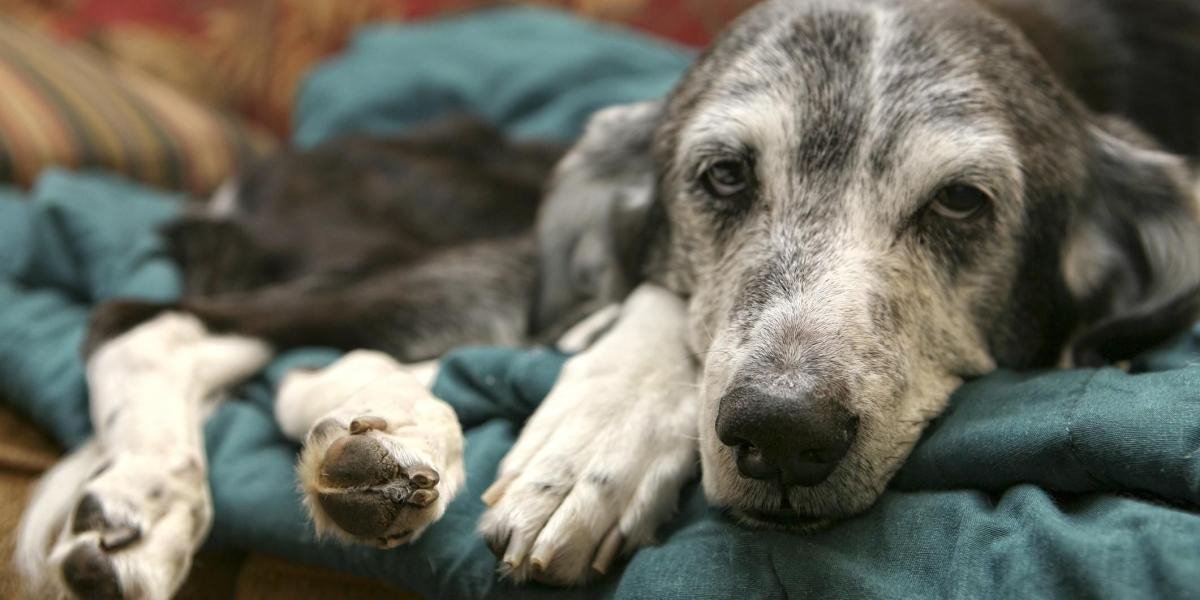 Vecinos de Paso de Ovejas denuncian envenenamiento de perros y exigen justicia