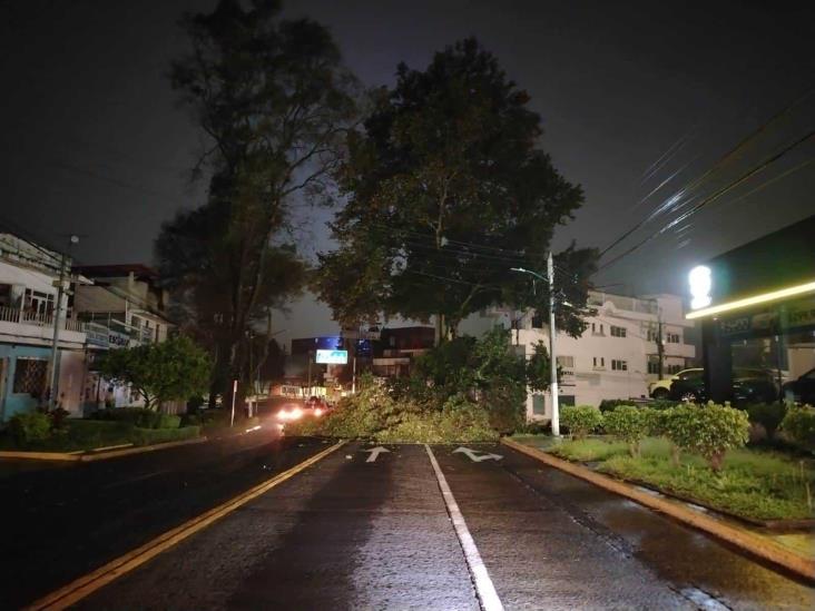 ¿Te enteraste? En Xalapa, enorme rama cayó sobre avenida Ávila Camacho