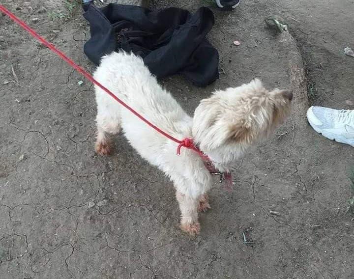 Rescatan a perrito atrapado en la maleza en Lomas de Río Medio 3