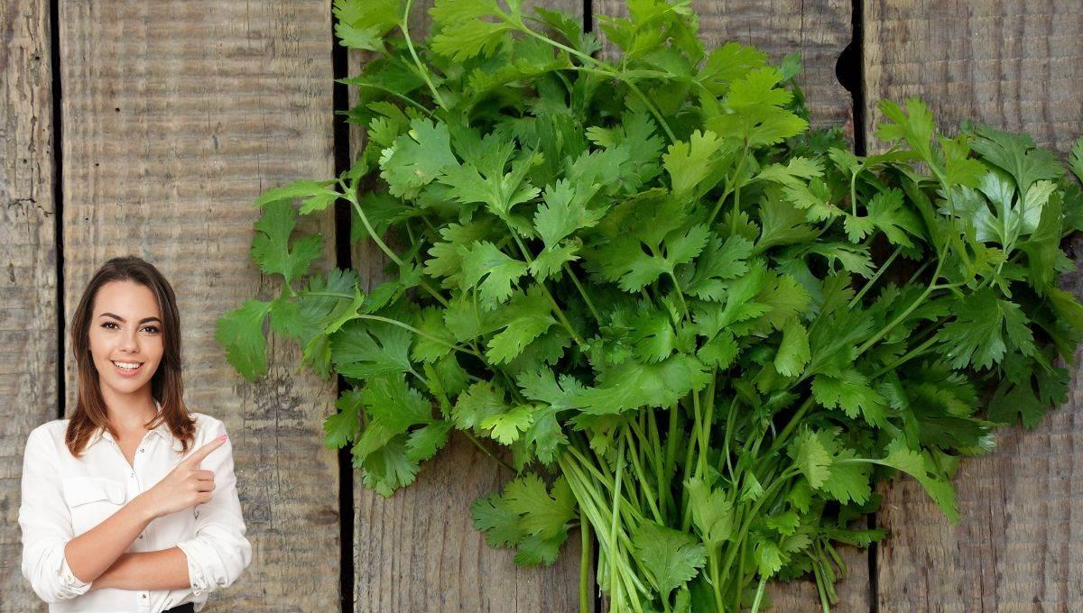 Conoce los múltiples beneficios del cilantro