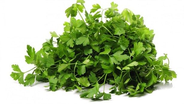 Conoce los múltiples beneficios del cilantro