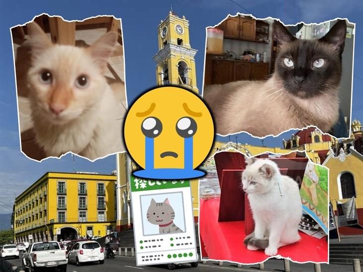 Notable y preocupante el incremento de robo de gatos en Xalapa