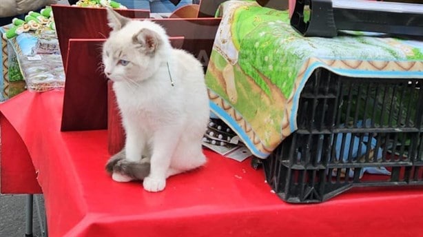 Notable y preocupante el incremento de robo de gatos en Xalapa