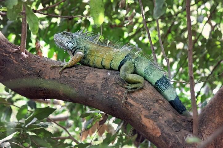 Intervienen autoridades de Agua Dulce en caza de iguanas