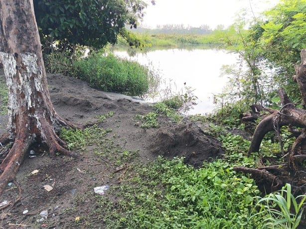 Vecinos denuncian crecida de monte y moscos en la Laguna de Lagartos en Veracruz