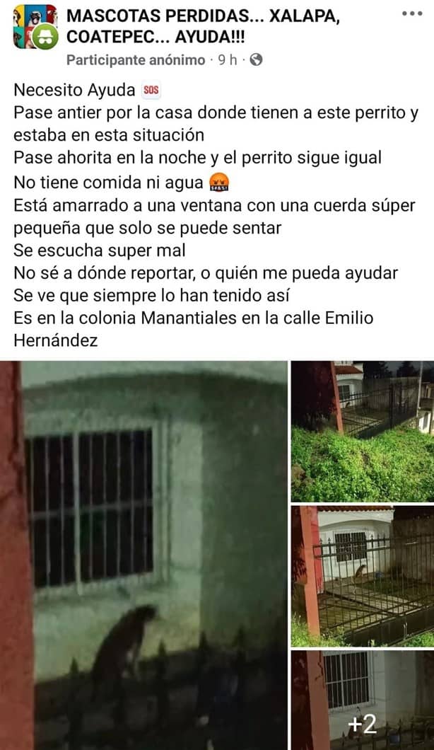 ¡No tienen ma...! Encuentran a perrita sin vida frente a domicilio en Xalapa; se habría ahorcado