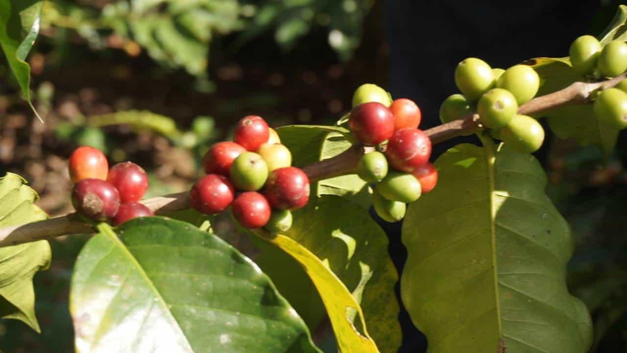 El cacao y café están ligados con la historia de México