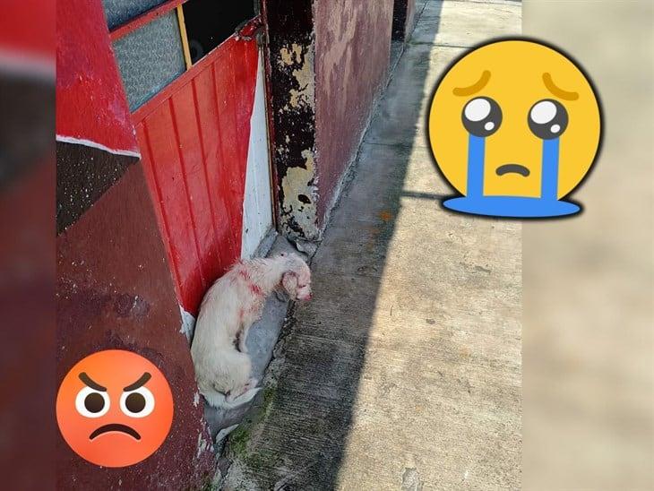 ¡Más casos de maltrato animal! Esta vez en Orizaba, reportan un perrito herido