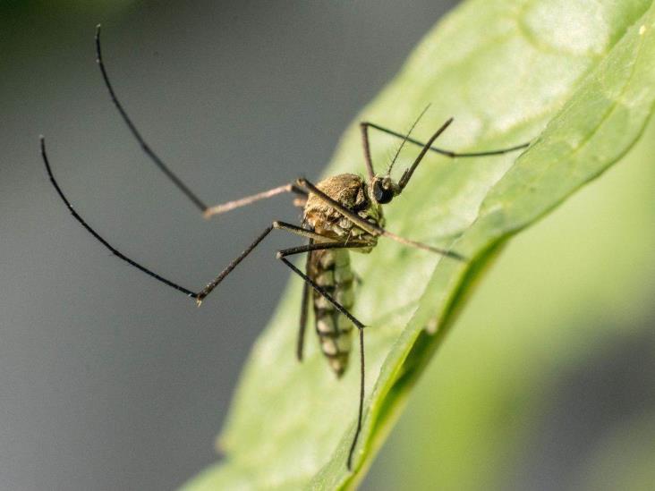 Ya no solo es por dengue; Veracruz, en el mapa nacional por casos de zika