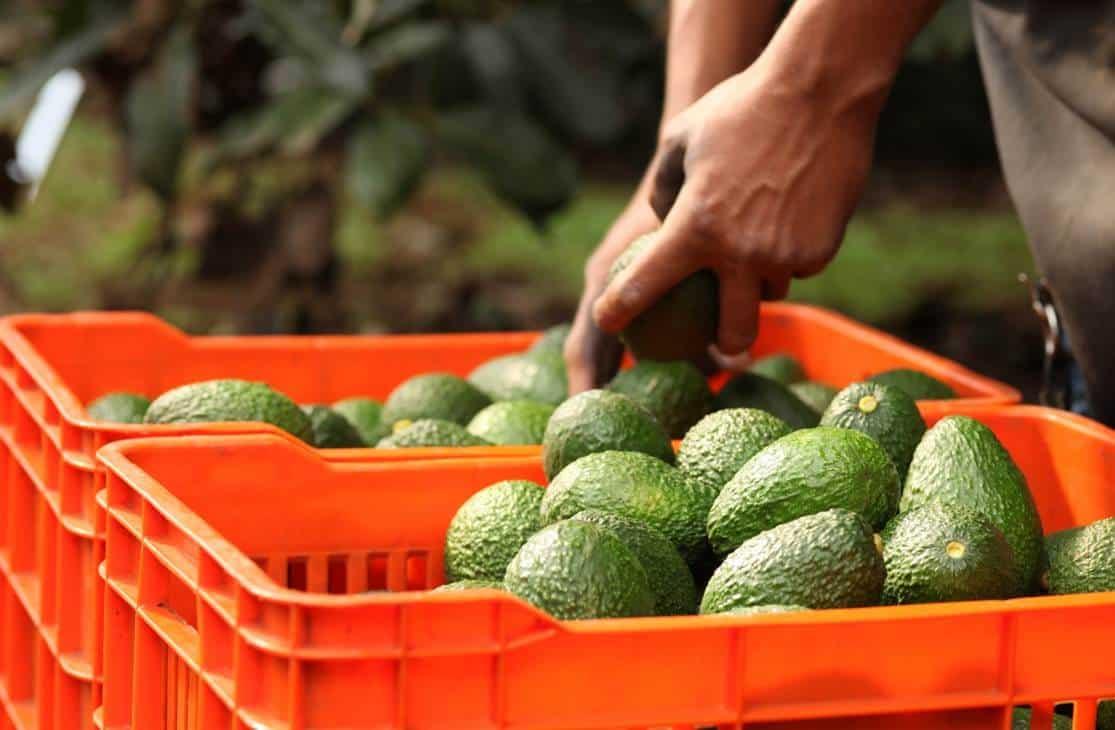 México es el primer productor mundial de aguacate