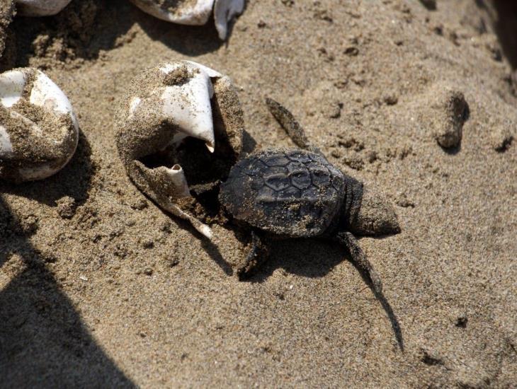 Planean instalar el santuario de tortugas más grande de todo México en Coatzacoalcos