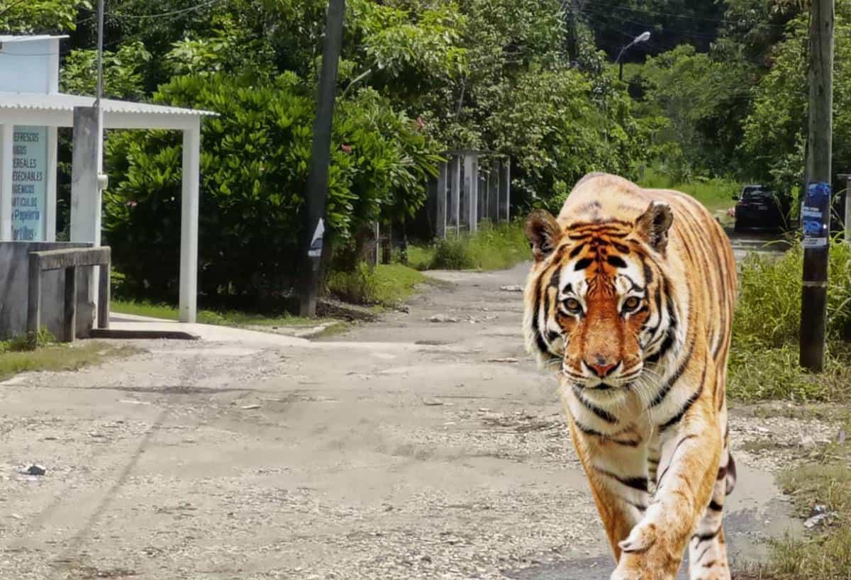 ¿Un tigre? vuelven a ver un felino deambulando en calles de Villa Cuichapa