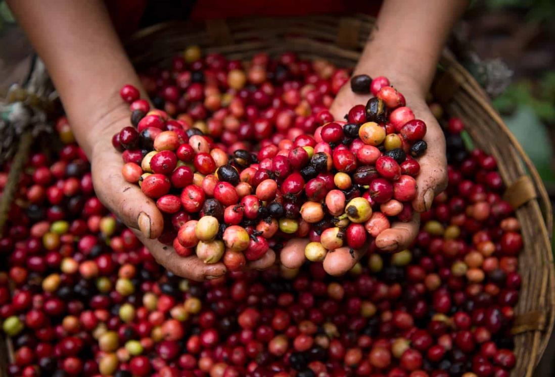 La búsqueda de Nestlé para combatir las plagas del café