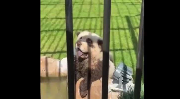 Zoológico se hace viral por exhibir perros disfrazados de Pandas