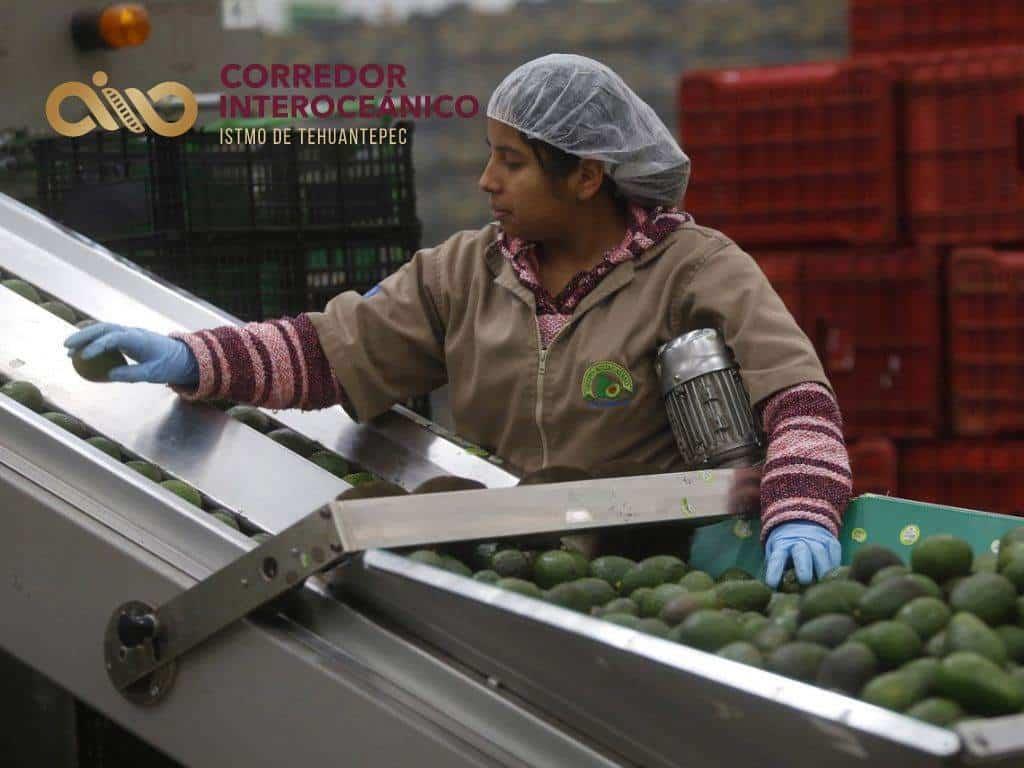 Corredor Interoceánico: Así es cómo se impulsará la industria alimentaria del Sureste