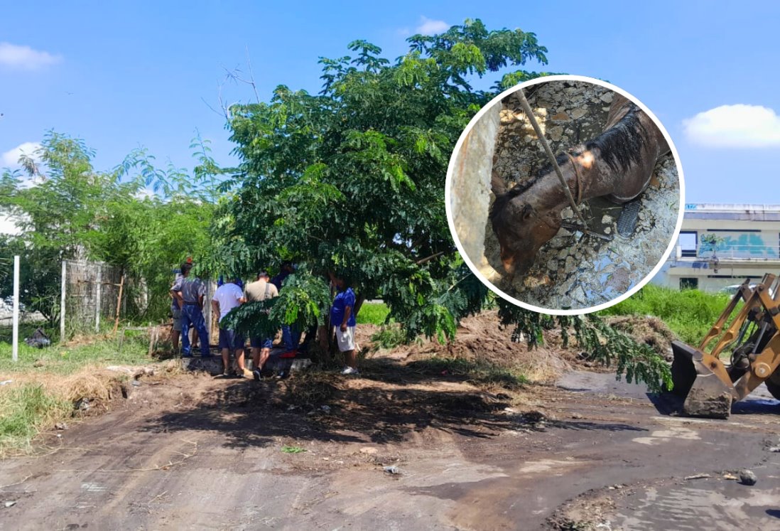 Tratan de rescatar a Mili, yegua que cayó a registro en Fraccionamiento Puente Moreno