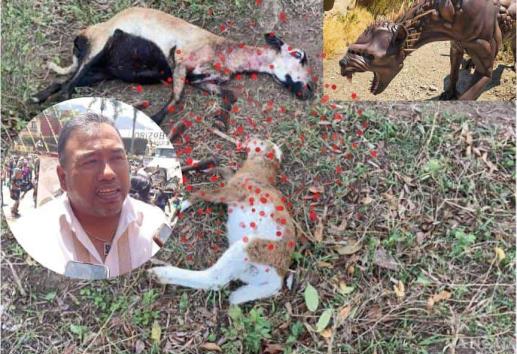 No era el Chupacabras, yaguarundí fue responsable de muerte de ganado en Veracruz