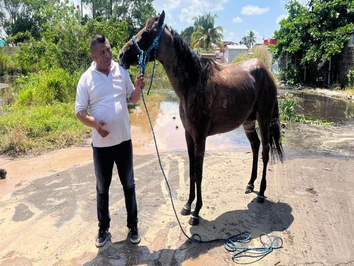 Autoridades de Medellín podrían multar al dueño de la yegua Mili tras su rescate en Puente Moreno