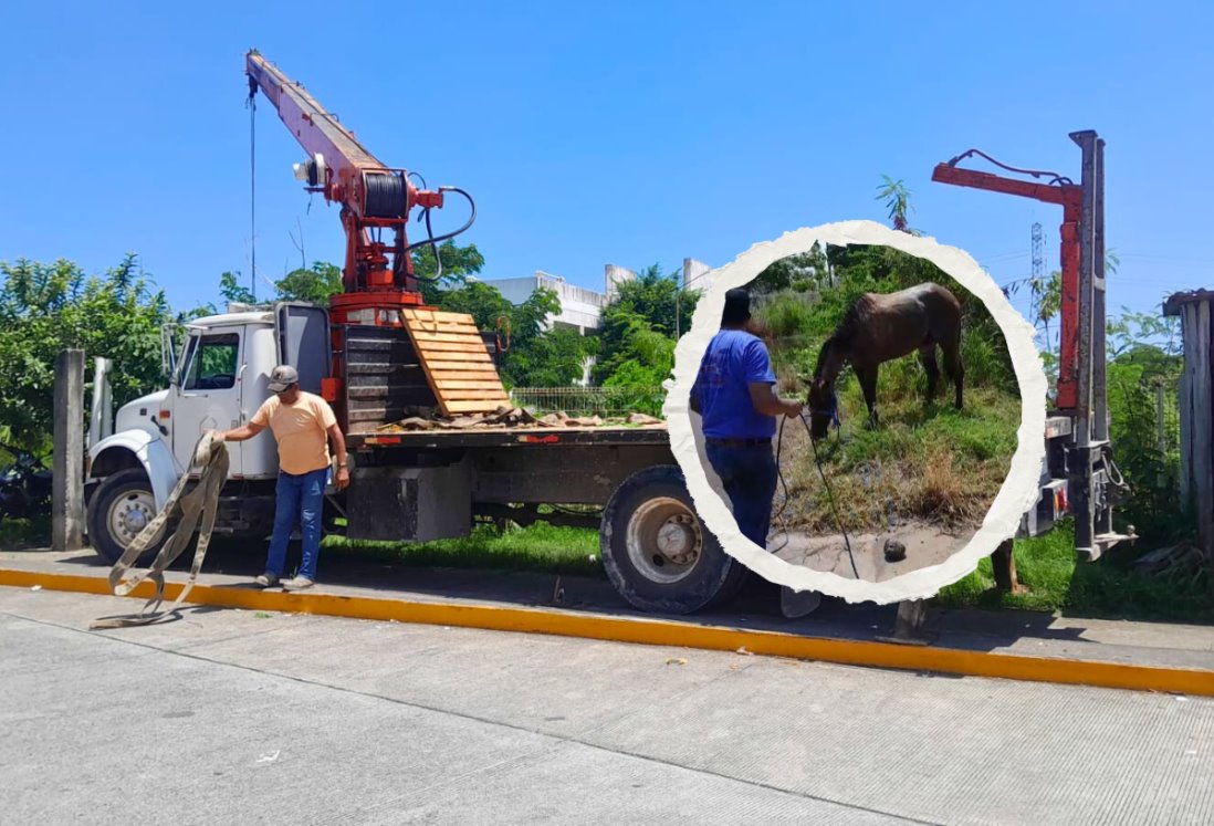 Rescatan a "Mili", yegua que cayó a registro en Fraccionamiento Puente Moreno | VIDEO